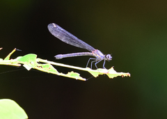 Heliocypha bisignata