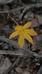 Bulbine mesembryanthemoides