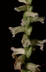 Spiranthes sylvatica