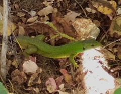 Lacerta trilineata