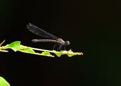 Heliocypha bisignata