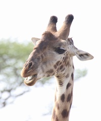 Giraffa camelopardalis tippelskirchi