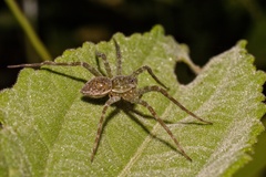 Thaumasia