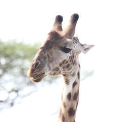 Giraffa camelopardalis tippelskirchi