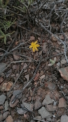 Bulbine mesembryanthemoides
