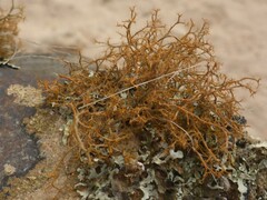 Teloschistes capensis