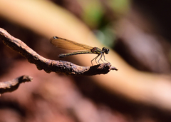 Heliocypha bisignata