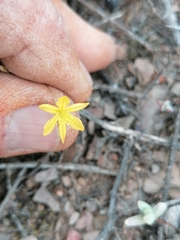 Bulbine mesembryanthemoides