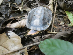 Platemys platycephala