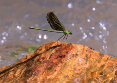 Neurobasis chinensis