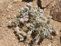 Helichrysum roseo-niveum
