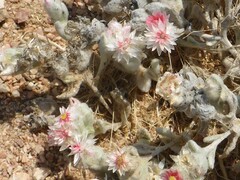Helichrysum roseo-niveum