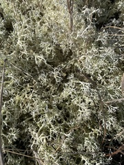 Cladonia portentosa