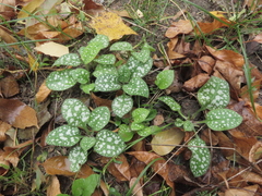 Pulmonaria saccharata