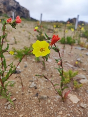 Oenothera coquimbensis