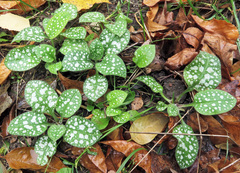 Pulmonaria saccharata