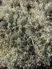 Cladonia portentosa