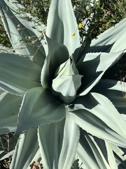 Agave ovatifolia