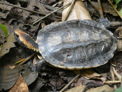 Platemys platycephala