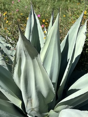 Agave ovatifolia