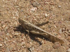 Schistocerca gregaria flaviventris
