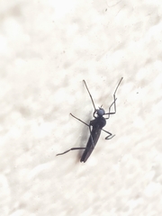 Penthetria heteroptera