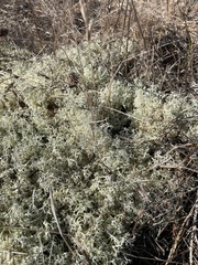 Cladonia portentosa