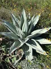Agave ovatifolia