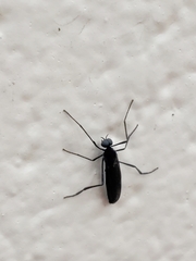 Penthetria heteroptera