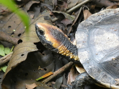 Platemys platycephala
