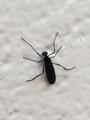 Penthetria heteroptera