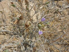 Acanthoideae