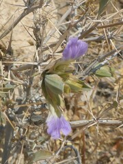 Acanthoideae