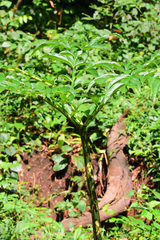 Amorphophallus