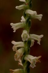 Spiranthes sylvatica