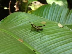 Ommatolampis perspicillata