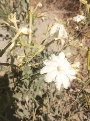Nicotiana paa
