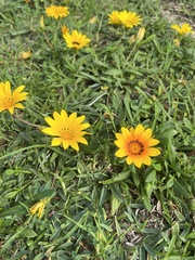 Gazania rigens
