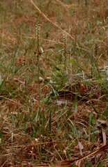 Spiranthes sylvatica