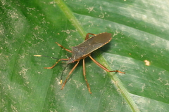 Leptoscelis elongator