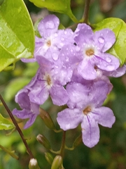 Duranta