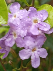 Duranta