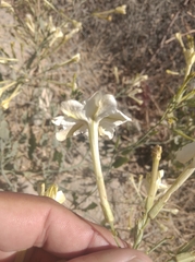 Nicotiana paa