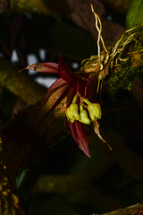 Pterostemma antioquiense