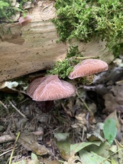 Auricularia