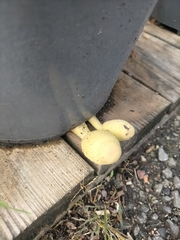 Leucocoprinus