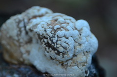 Trichoderma pulvinatum