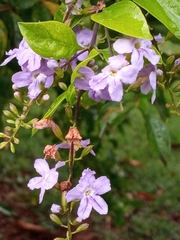 Duranta