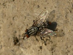 Sarcophagidae