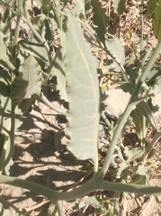 Nicotiana paa